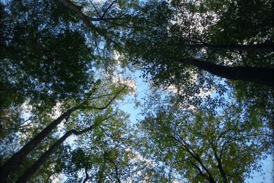 Tree canopy viewed from the forest floor at Bee Rock.