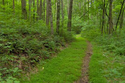 Young forest along the crest of Cooper Mountain in Standing Stone State Forest.